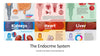 The Endocrine System