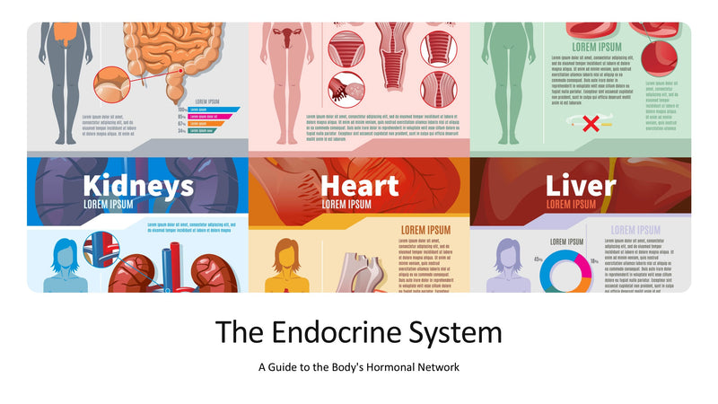 The Endocrine System