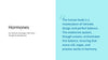 The Endocrine System